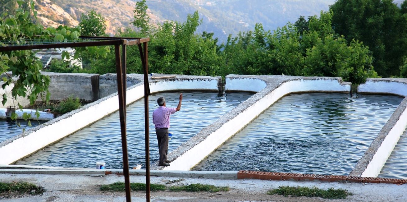 Trout farm in Bodamya, Islamlar